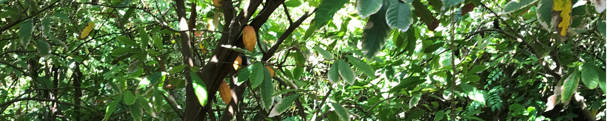 Regenerative Organic Certified® (ROC™)