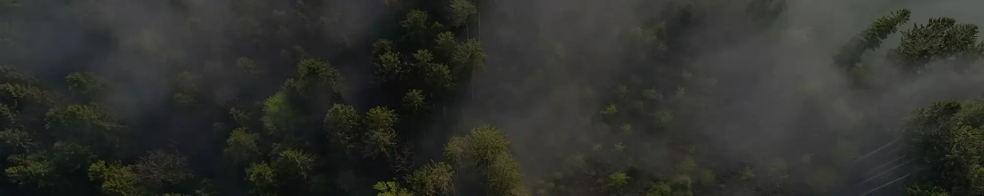 Global Tree C-Sink