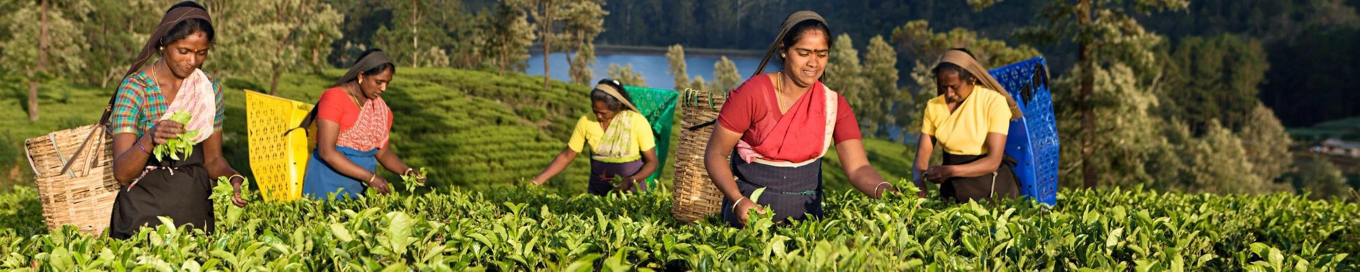 Certification of Environmental Standards